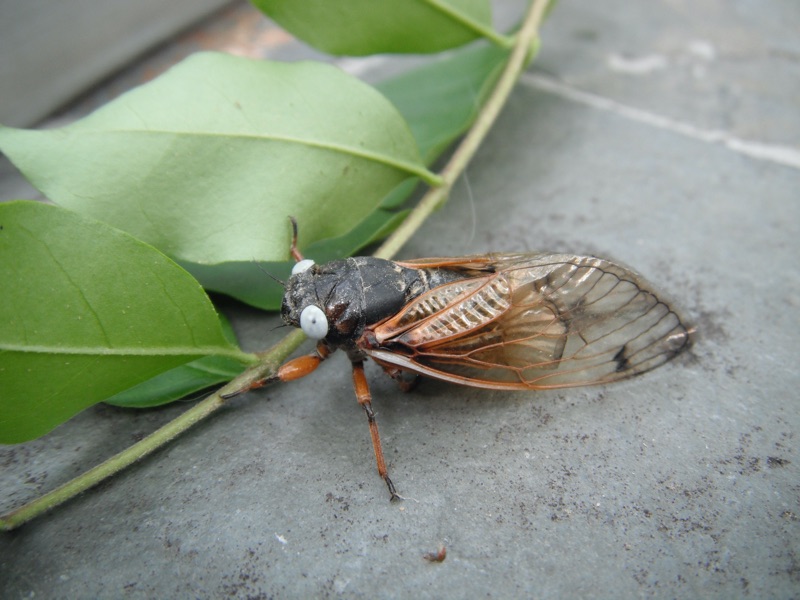 White eyed Magicicada from Joey Simmons of Nashville, TN. Brood XIX. 2011.