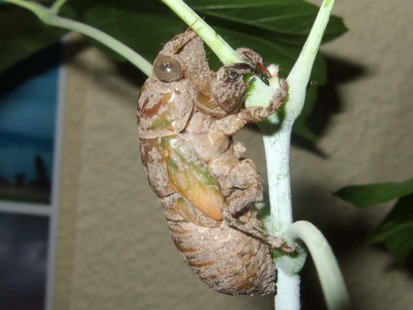 Molting Lyristes plebejus photo by Iván Jesús Torresano García