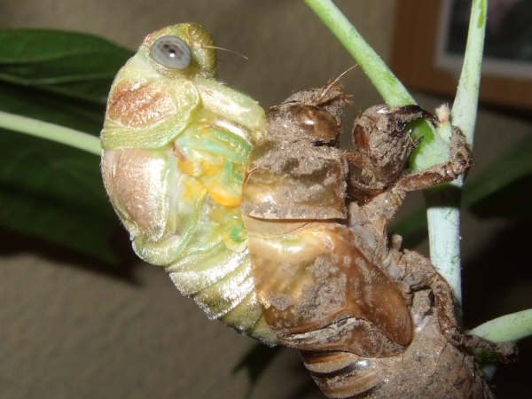 Molting Lyristes plebejus photo by Iván Jesús Torresano García