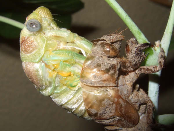 Molting Lyristes plebejus photo by Iván Jesús Torresano García