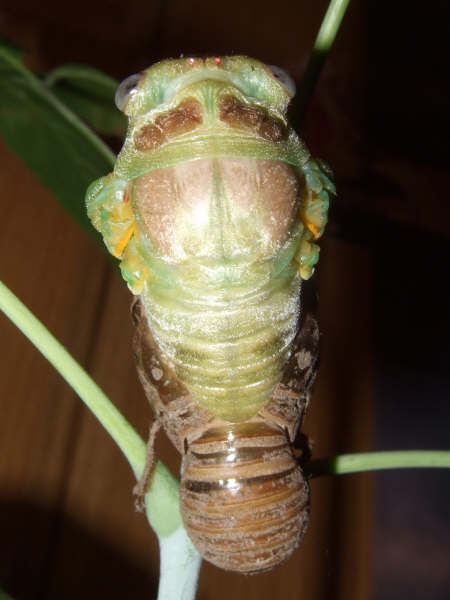 Molting Lyristes plebejus photo by Iván Jesús Torresano García