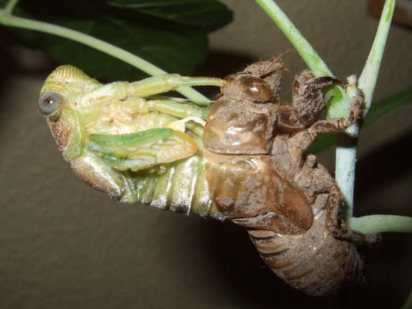 Molting Lyristes plebejus photo by Iván Jesús Torresano García