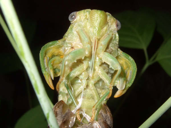 Molting Lyristes plebejus photo by Iván Jesús Torresano García