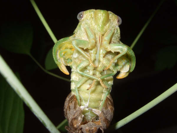 Molting Lyristes plebejus photo by Iván Jesús Torresano García