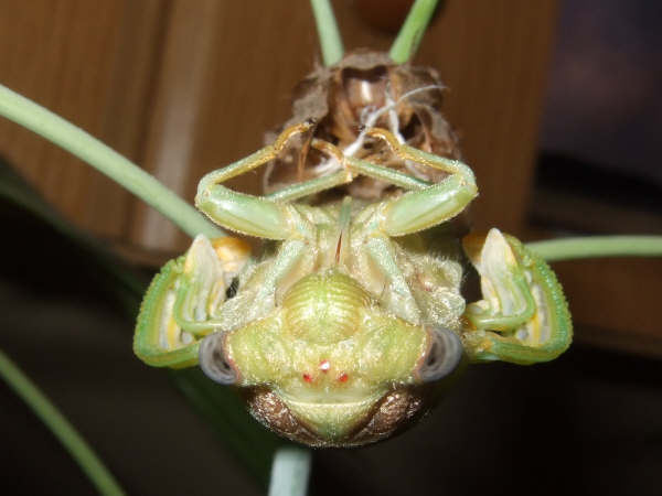 Molting Lyristes plebejus photo by Iván Jesús Torresano García