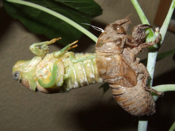 Molting Lyristes plebejus photo by Iván Jesús Torresano García