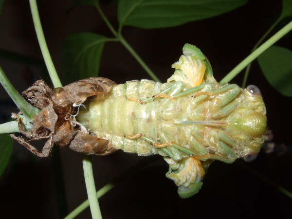 Molting Lyristes plebejus photo by Iván Jesús Torresano García