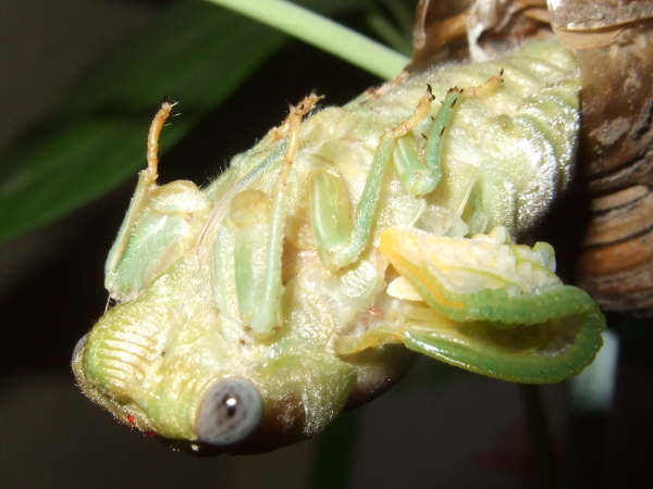 Molting Lyristes plebejus photo by Iván Jesús Torresano García