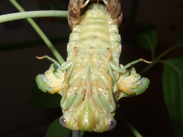 Molting Lyristes plebejus photo by Iván Jesús Torresano García