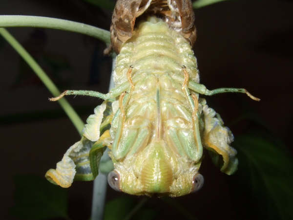 Molting Lyristes plebejus photo by Iván Jesús Torresano García