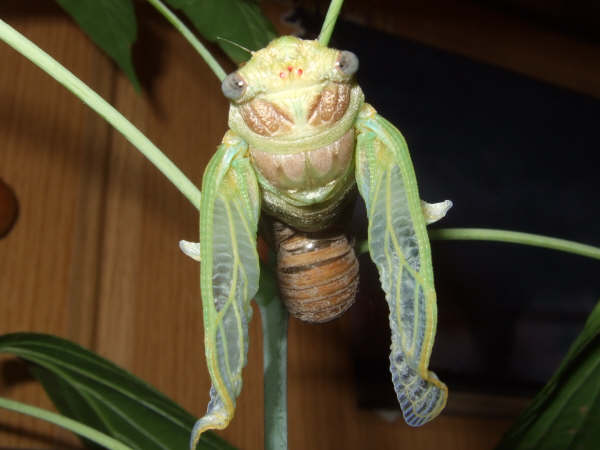 Molting Lyristes plebejus photo by Iván Jesús Torresano García