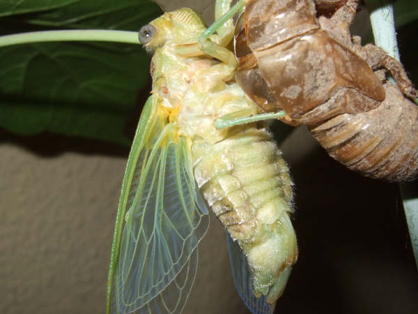 Molted Lyristes plebejus photo by Iván Jesús Torresano García