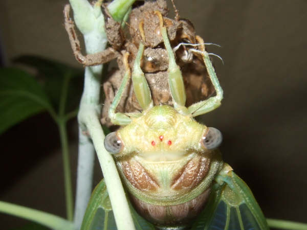 Molted Lyristes plebejus photo by Iván Jesús Torresano García