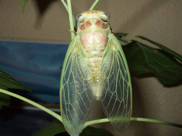 Molted Lyristes plebejus photo by Iván Jesús Torresano García