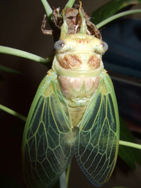 Molted Lyristes plebejus photo by Iván Jesús Torresano García