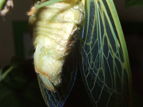 Molted Lyristes plebejus photo by Iván Jesús Torresano García