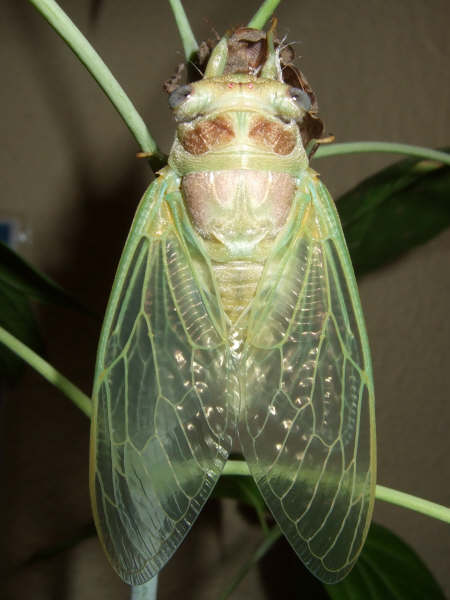 Molted Lyristes plebejus photo by Iván Jesús Torresano García