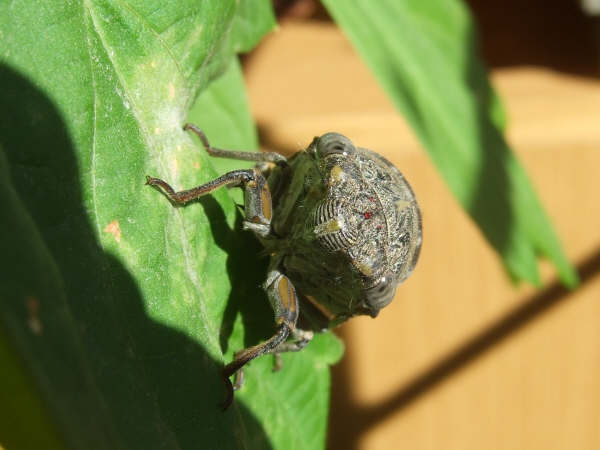 Lyristes plebejus photo by Iván Jesús Torresano García