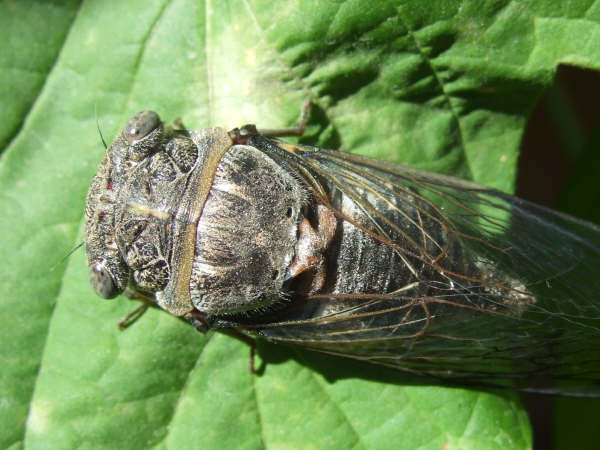 Lyristes plebejus photo by Iván Jesús Torresano García