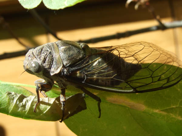 Lyristes plebejus photo by Iván Jesús Torresano García