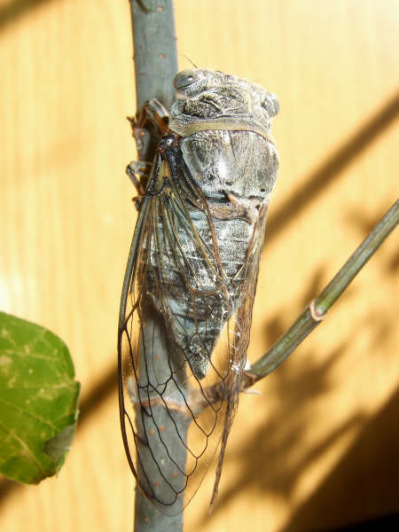 Lyristes plebejus photo by Iván Jesús Torresano García