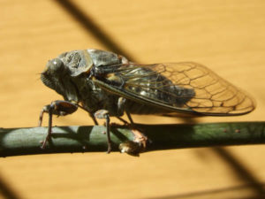 Lyristes plebejus photo by Iván Jesús Torresano García