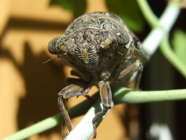 Lyristes plebejus photo by Iván Jesús Torresano García