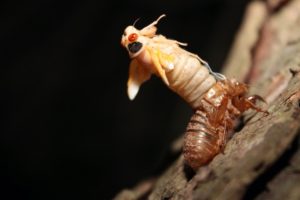 Ecdysis Magicicada Metuchen NJ