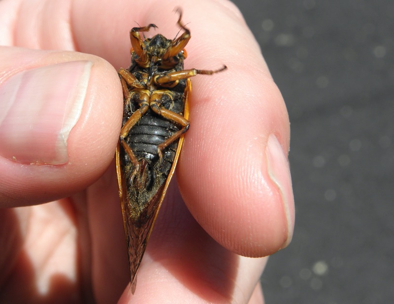 Female Magicicada cassini Colonia NJ