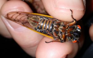 Female Magicicada septedecula abdomen