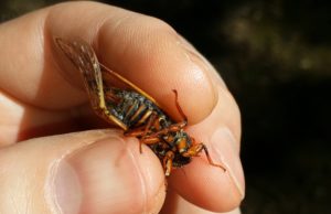 Female Magicicada septendecula 2
