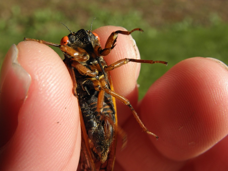 Female Magicicada septendecula found in Woodbridge Township NJ