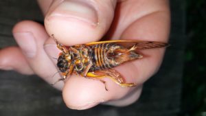 Female Magicicada with exposed ovipositor 1