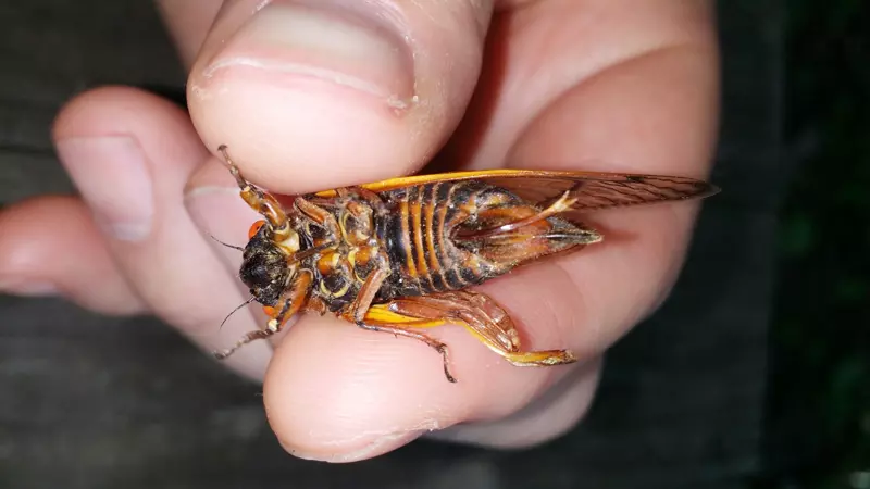 Female Magicicada with exposed ovipositor 