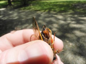 Female with exposed ovipositor