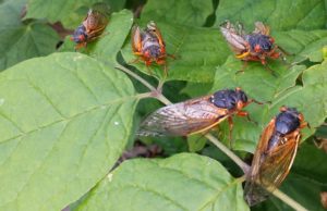Five Magicicada adults