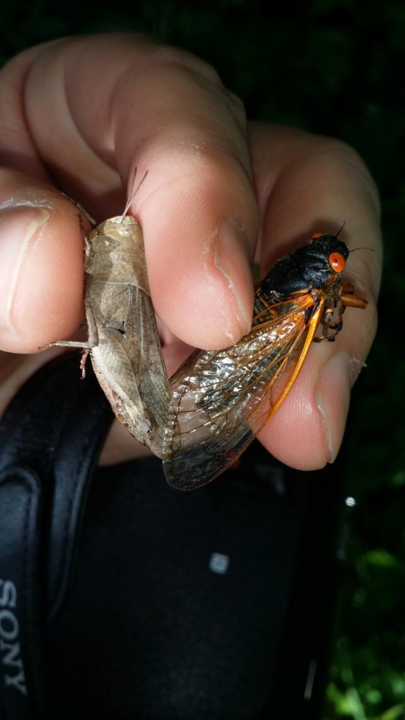 Grasshopper and Cicada