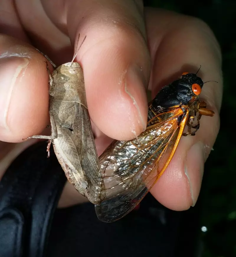 Grasshopper and Cicada