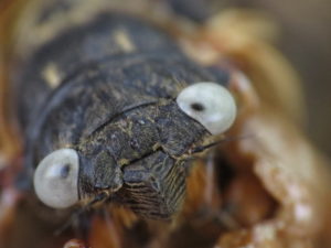 Gray Eyed Cicada Up Close by Matt Berger