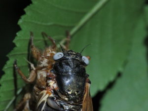 Gray Eyed Cicada by Matt Berger