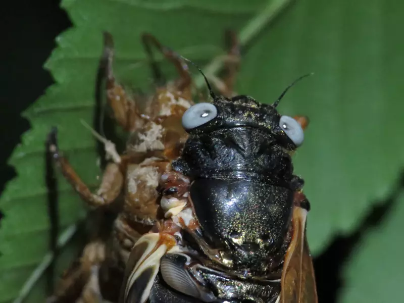 Gray Eyed Cicada by Matt Berger scaled