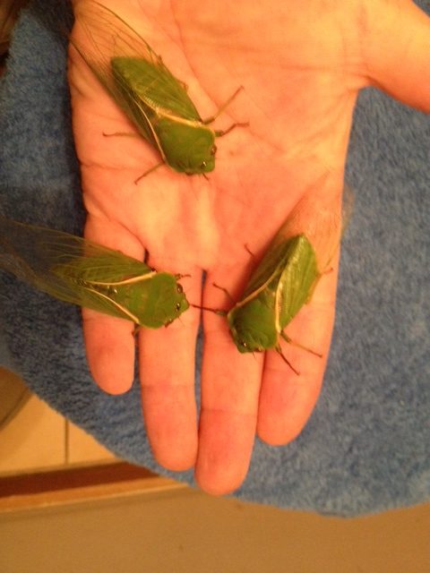 Green Grocer Cyclochila australasiae Adults by Kees Green