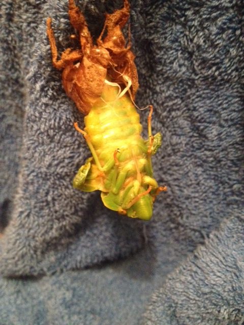 Green Grocer Cyclochila australasiae moulting by Kees Green