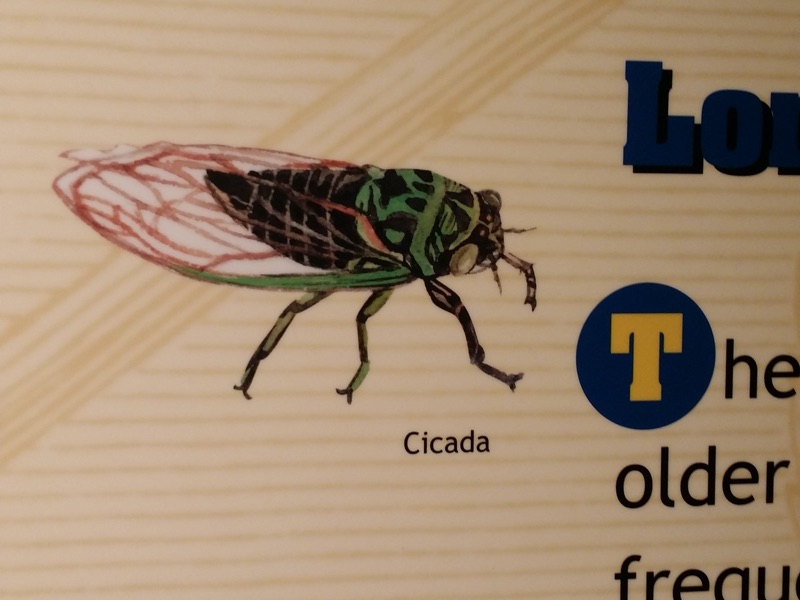 Hieroglyphic cicada illustration in Jackson Museum