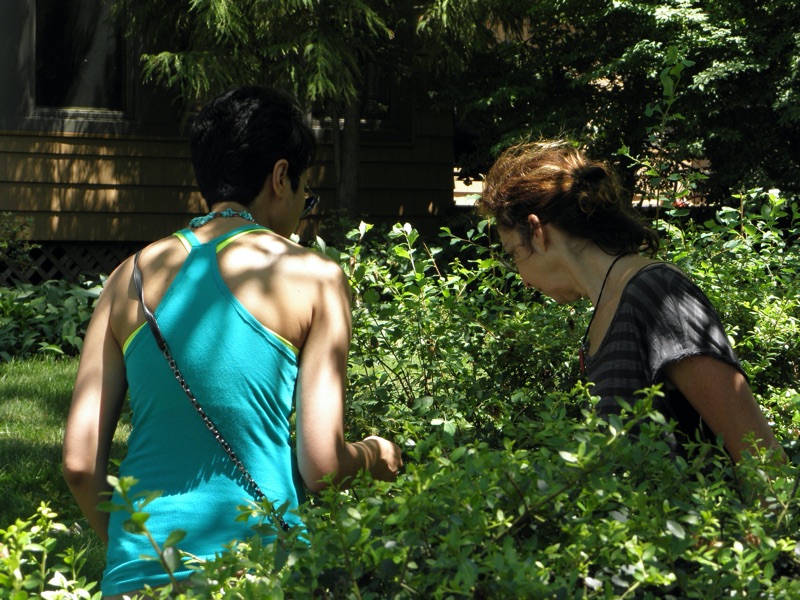 Hunting for cicadas in Metuchen