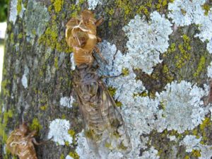 Exuvia. Photographer: Jose Mora; Location: Costa Rica.
