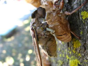 Adult cicada. Photographer: Jose Mora; Location: Costa Rica.