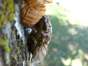 Adult cicada. Photographer: Jose Mora; Location: Costa Rica.