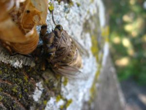 Adult cicada. Photographer: Jose Mora; Location: Costa Rica.