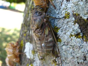 Adult cicada. Photographer: Jose Mora; Location: Costa Rica.